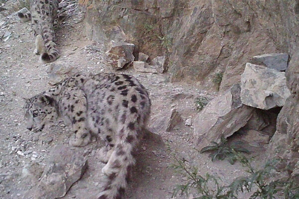 Nouveau programme Beauval Nature sur les panthère des neiges