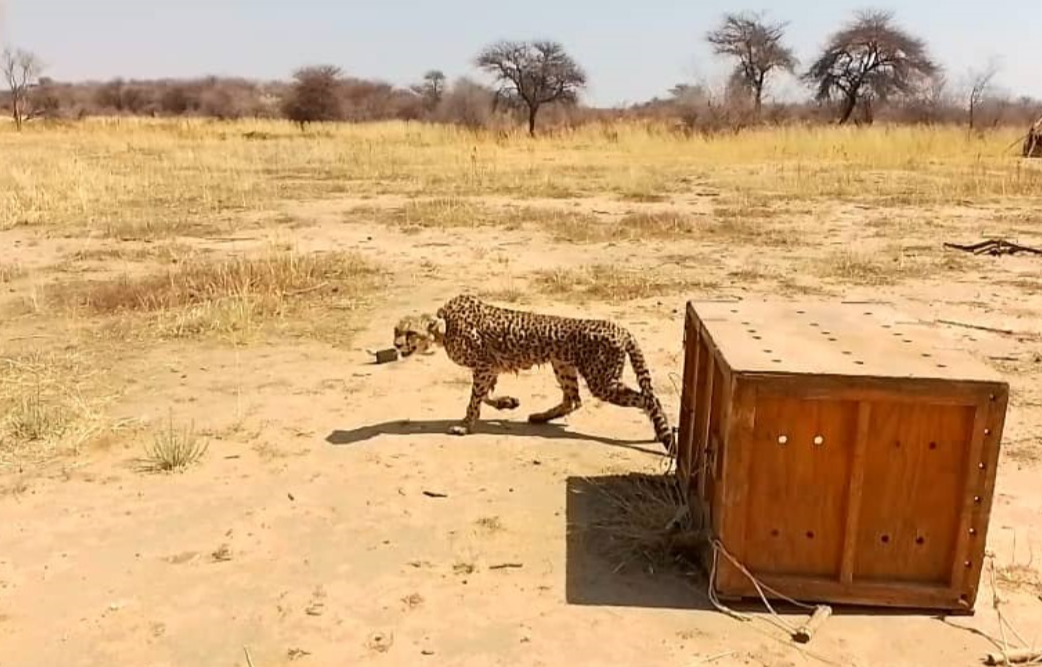 femelle guépard relâchée