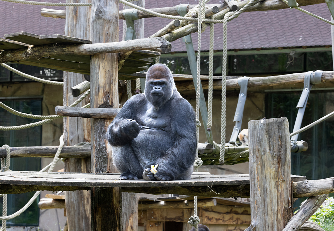 Journée mondiale des singes 2024 - gorille