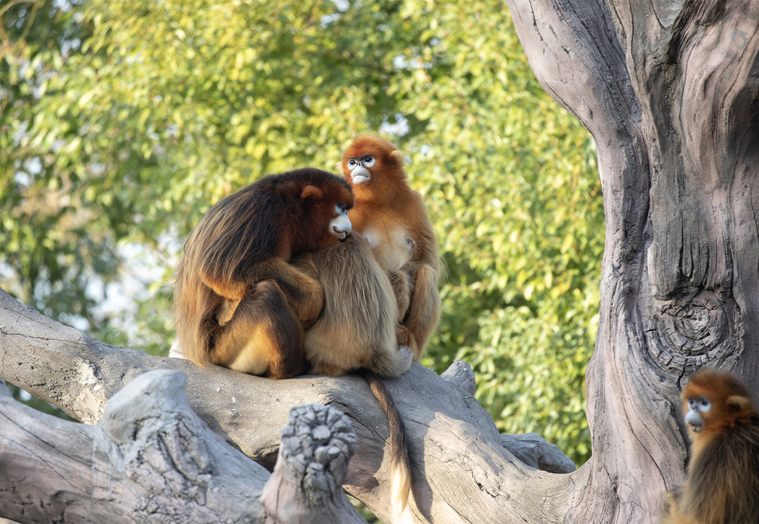 Journée mondiale singes 2024