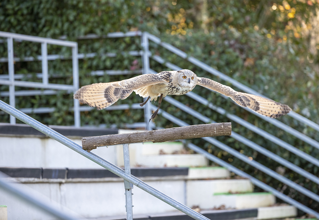 Nouvelle animation spectacle oiseaux