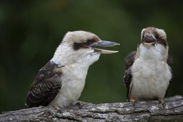 Nouvelle animation spectacle oiseaux