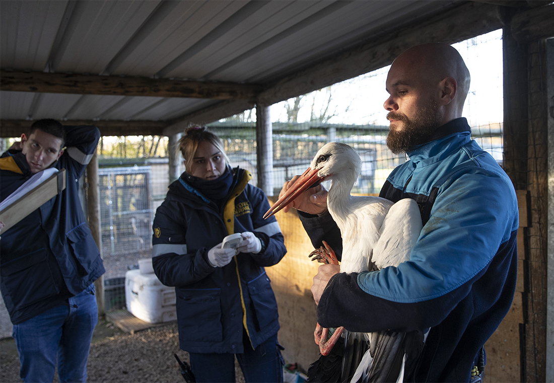 Vaccination grippe aviaire au ZooParc de Beauval en 2024