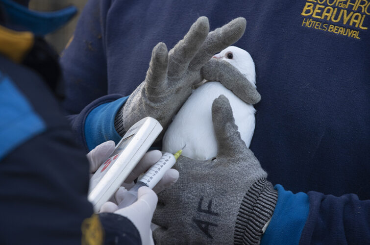 Vaccination grippe aviaire à Beauval en 2024