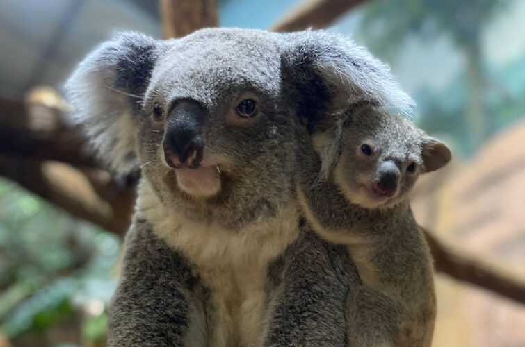 Bébé koala