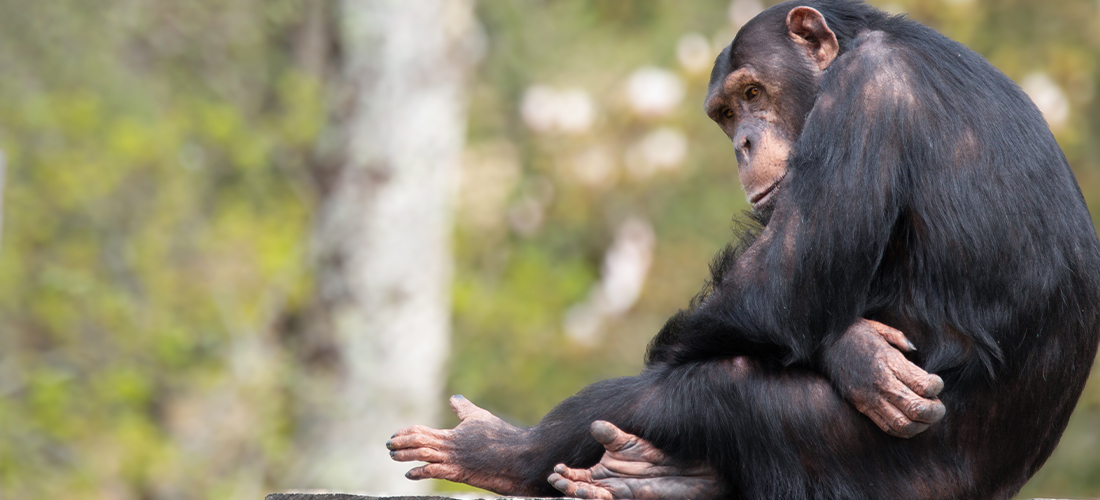 Nouveaux parrainages Beauval Tumba