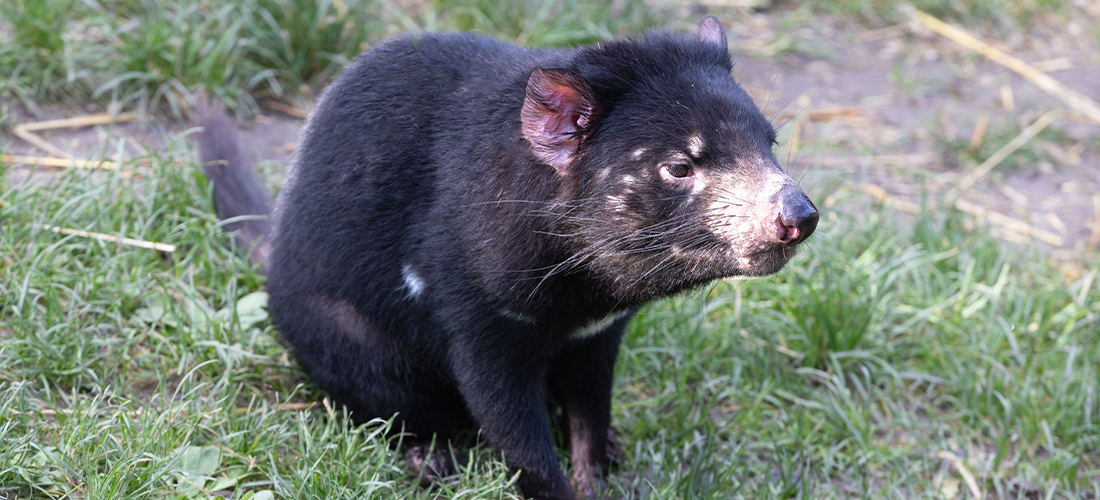 Nouveaux parrainages Beauval diables de Tasmanie