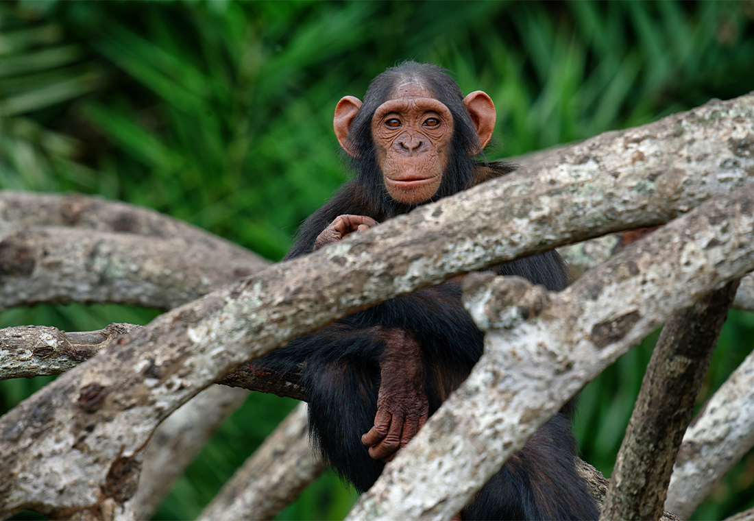 Chimpanzé sur l'ile de Help Congo