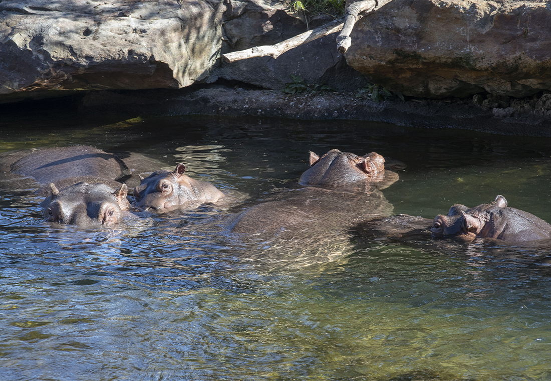 Famille hippopotames communs