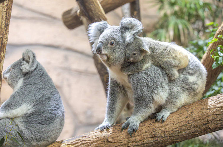 Révélation nom bébé koala février 2025