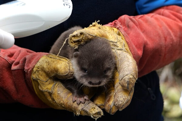 Vidéo première visite médicale bébé loutre