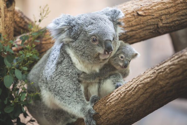 Annonce vote nom bébé koala