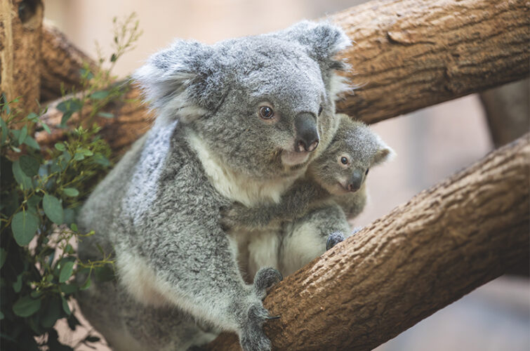 Annonce vote nom bébé koala