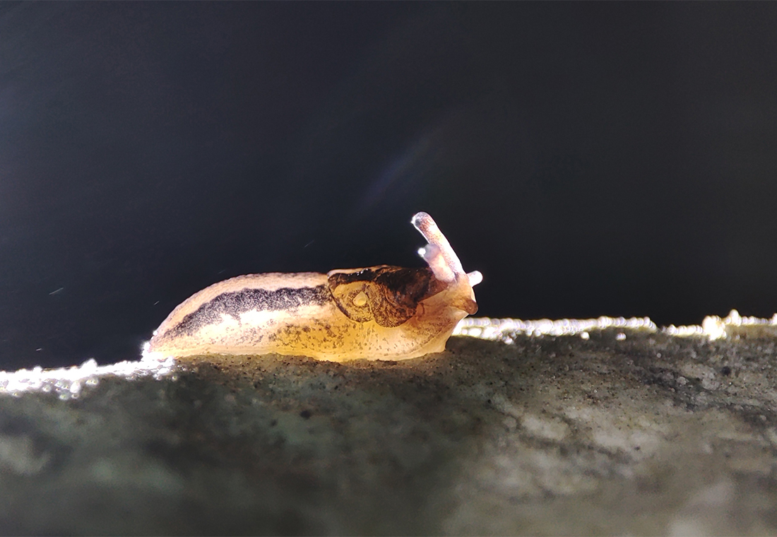 Limace dans la cave de Beauval