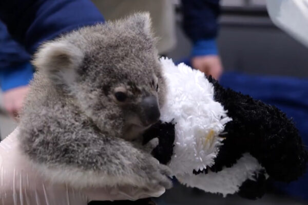 Vidéo koala vétérinaire