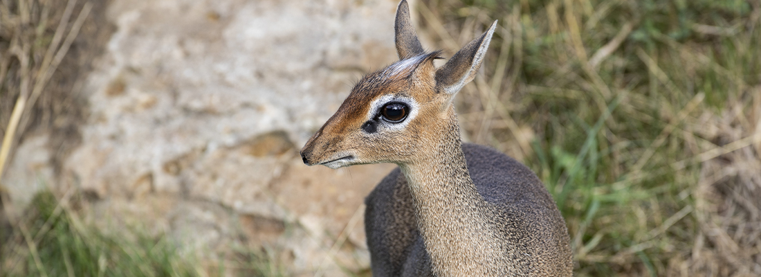 Dik-Dik de Kirk