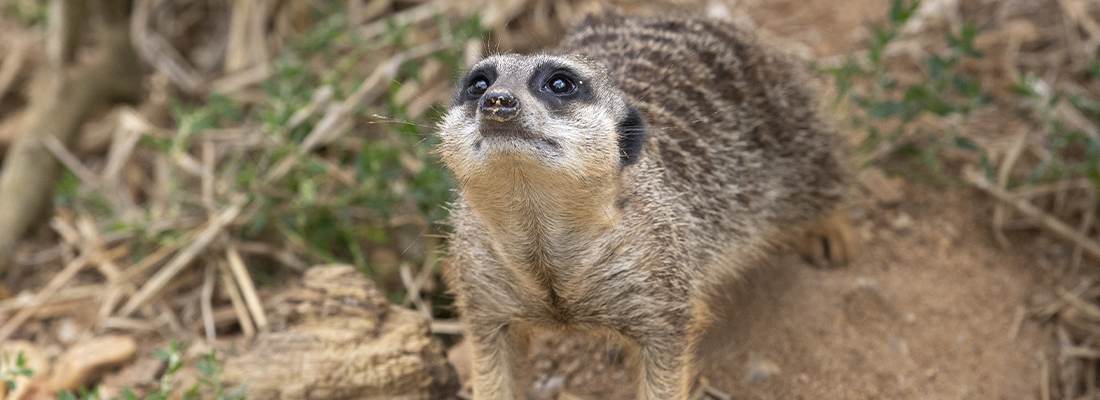 Suricate Suricate