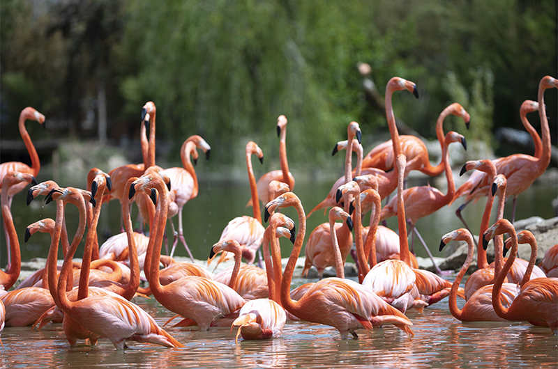 Visite guidée 45 ans Beauval volière