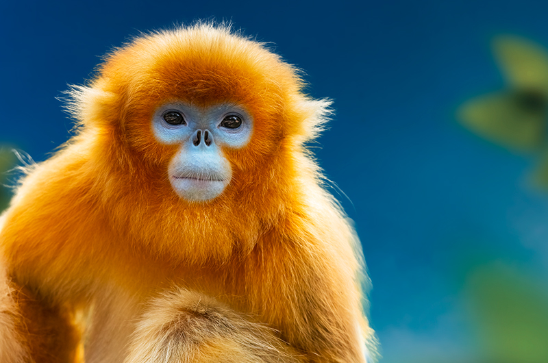 Jeu prénoms singes dorés