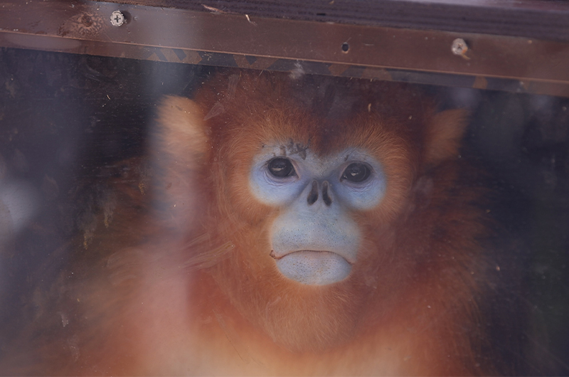 Arrivée des singes dorés