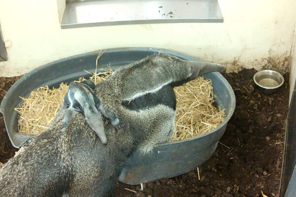 Bébé fourmilier sur le dos de sa mère Aurora