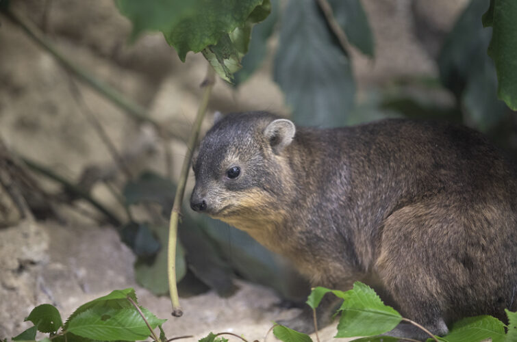 Nouveauté à Beauval - Daman des rochers