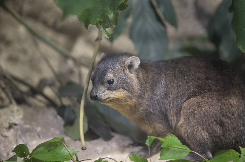 Nouveauté à Beauval - Daman des rochers