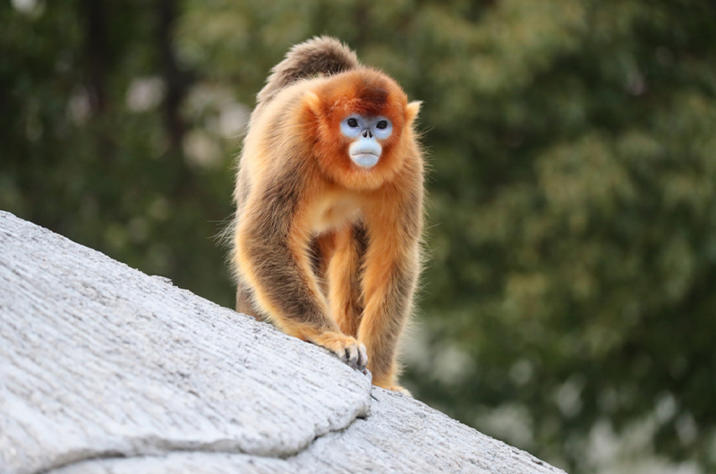 Singe doré
