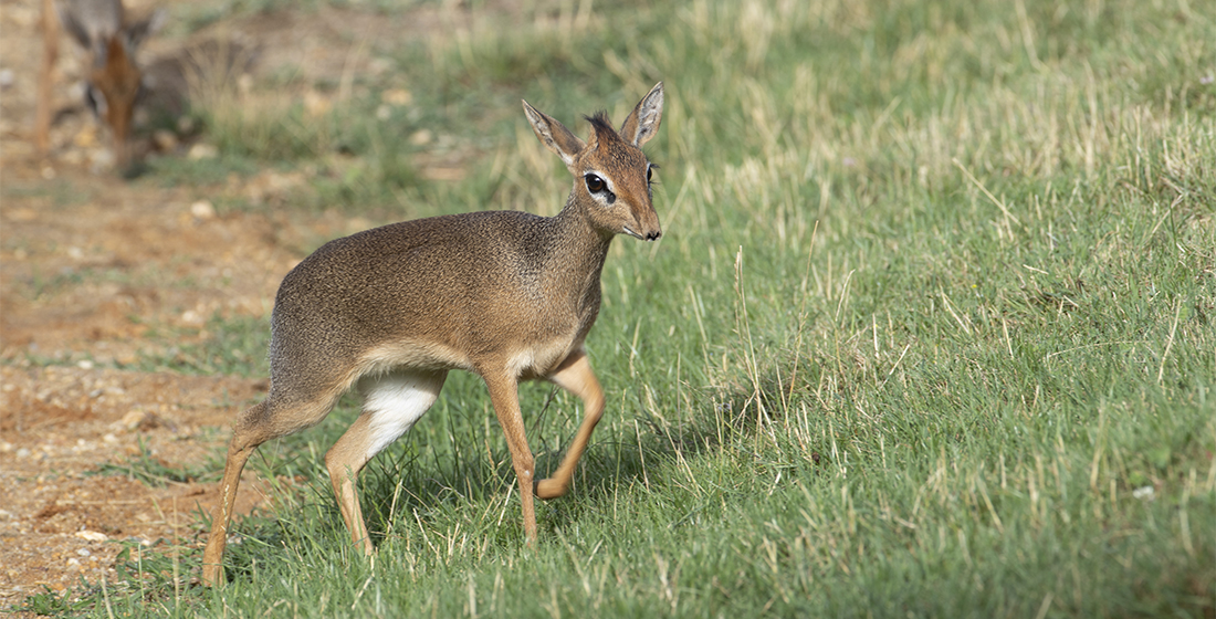 Dik-dik