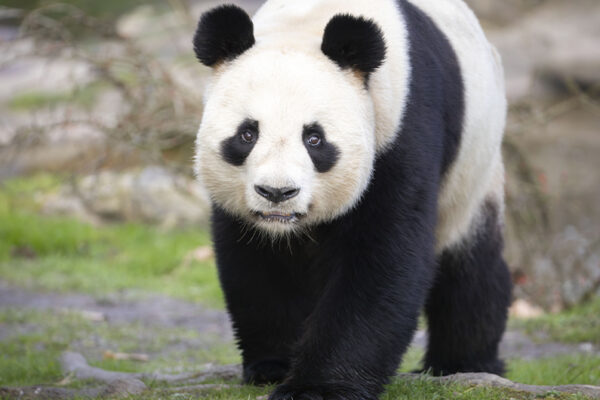 Yuan Zi - Panda géant