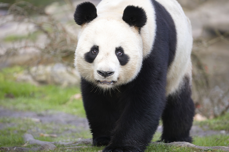 Yuan Zi - Panda géant