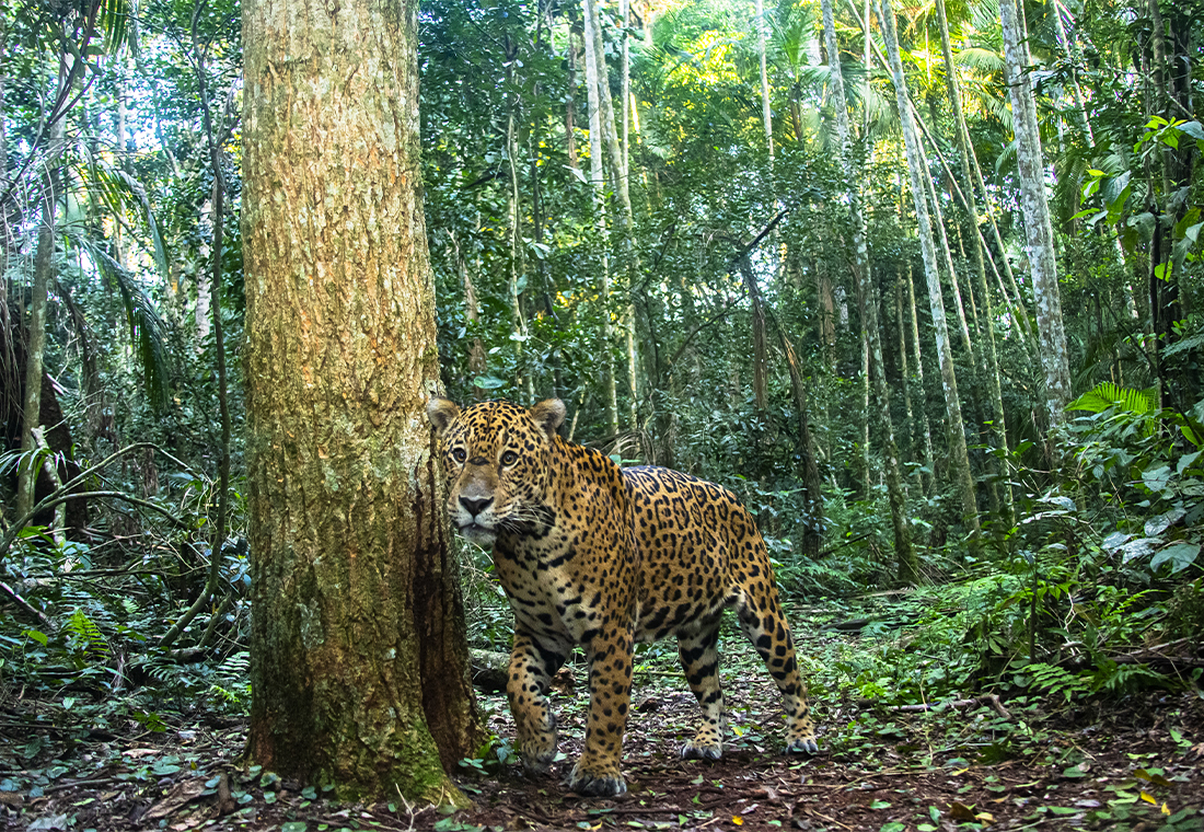 Jaguar au Brésil