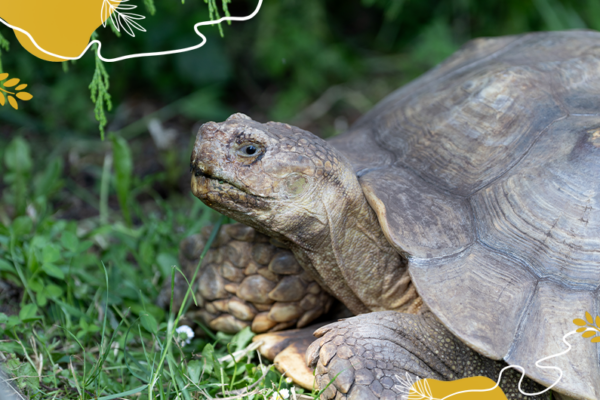 Journée mondiale des tortues - Tortues à éperons