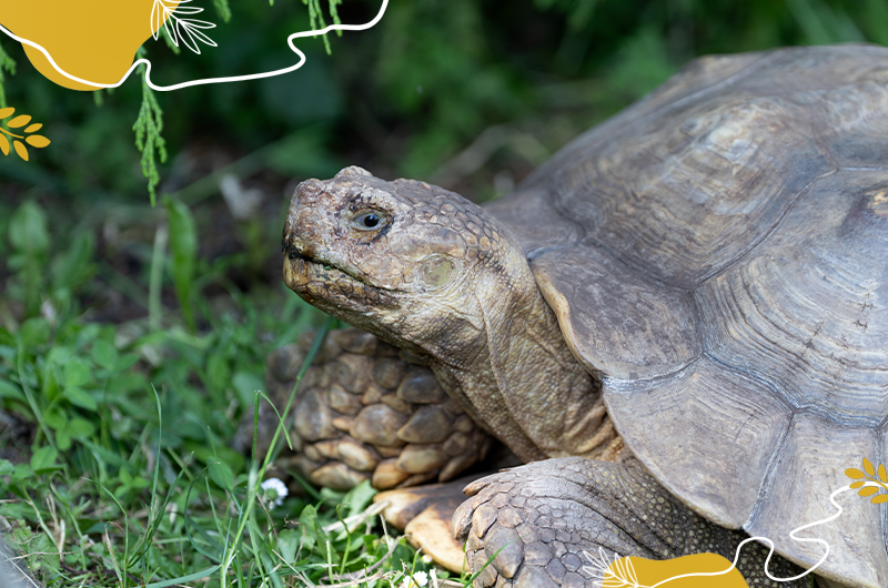 Journée mondiale des tortues - Tortues à éperons