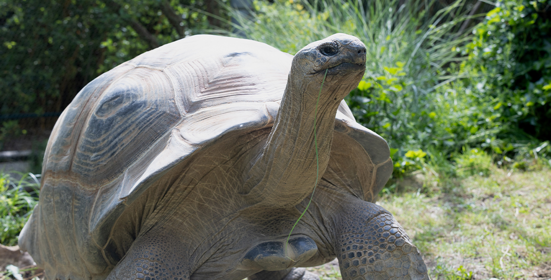 Tortue géante d'Aldabra Journée mondiale des tortues - Tortue d'Aldabra
