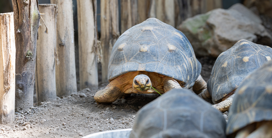 Tortue radiée Journée mondiale des tortues - Tortue radiée