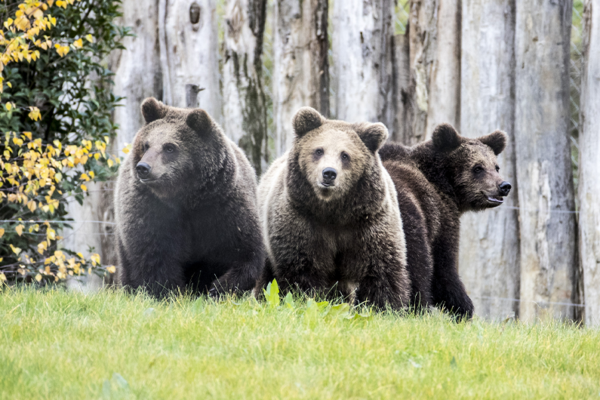 Nouveau parrainages ours bruns