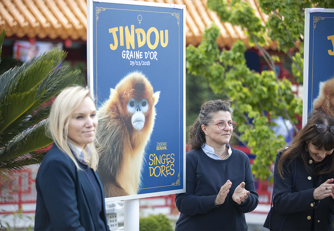 Dévoilement des prénoms des singes dorés