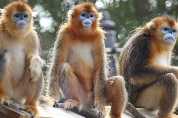 Nouveau parrainage : les singes dorés
