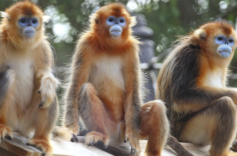 Nouveau parrainage : les singes dorés