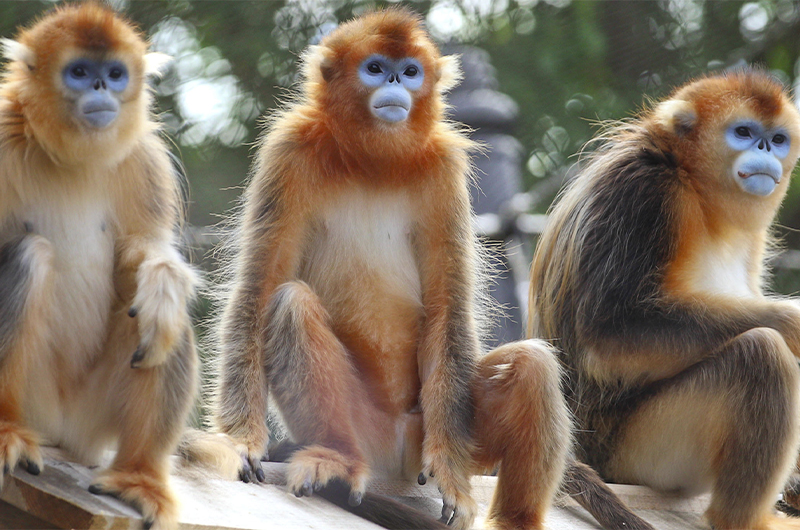 Nouveau parrainage : les singes dorés