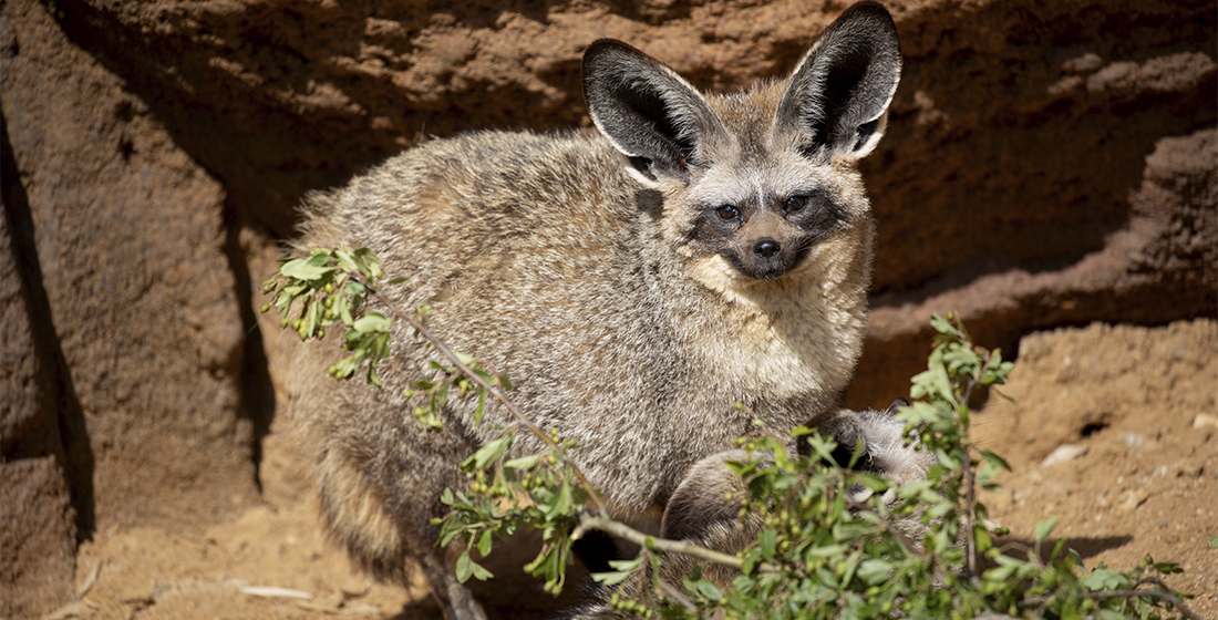 Otocyon Otocyon