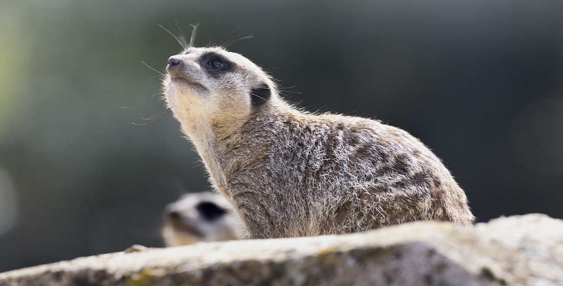 Suricates Suricates