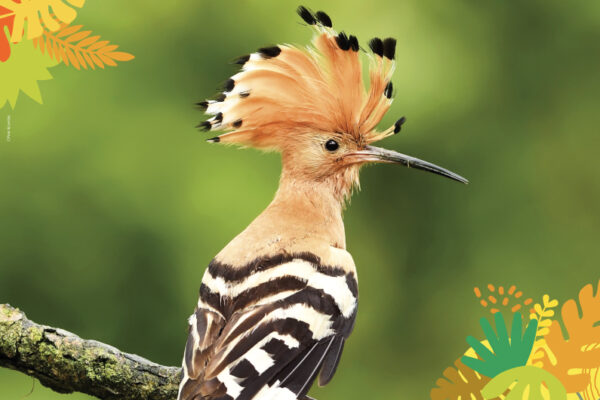 Animations Europe - Maison Beauval Nature
