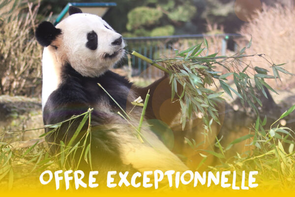 Offre été billets Beauval 2025