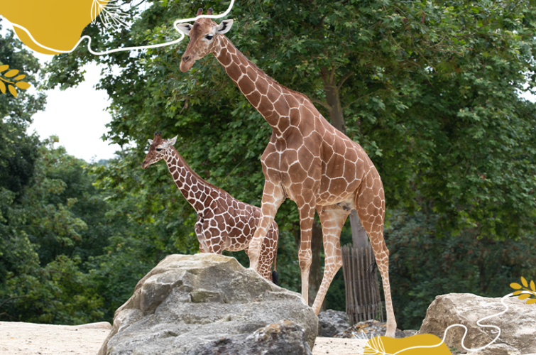 Journée mondiale girafe 2025