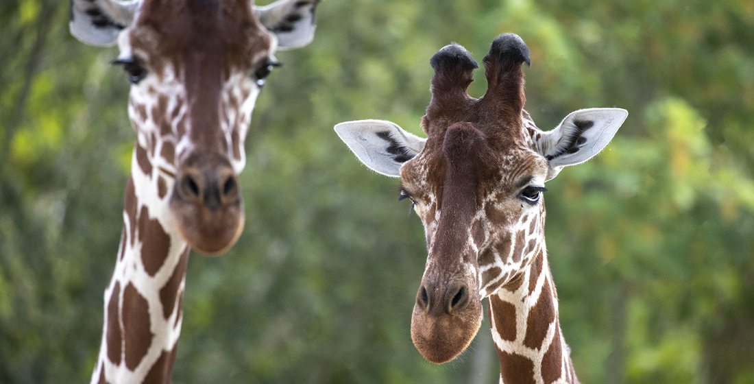 Girafes du ZooParc de Beauval Girafes du ZooParc de Beauval