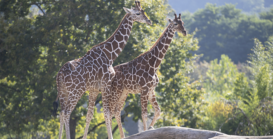 Sofy et Tissaïa, les dernières nées du groupe des girafes de Beauval Sofy et Tissaïa, les dernières nées du groupe des girafes de Beauval