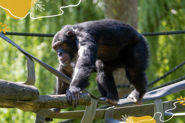 Journée mondiale des Grands Singes 2025 - chimpanzé