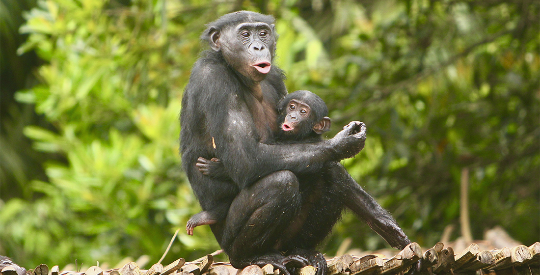 Bonobos Bonobos